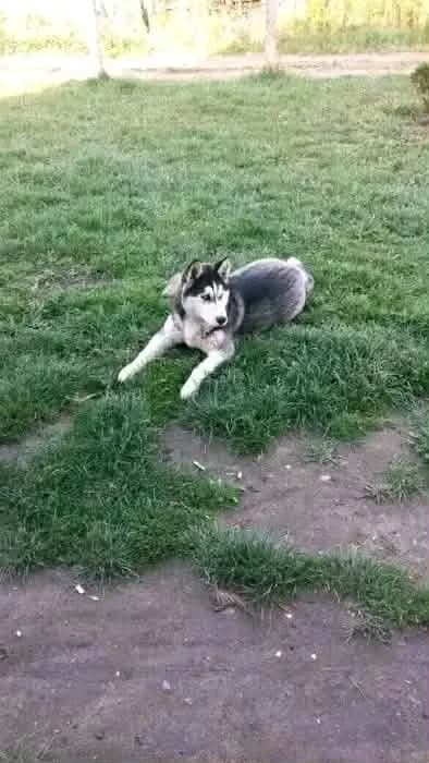 Félix-közvetített, Husky (description)