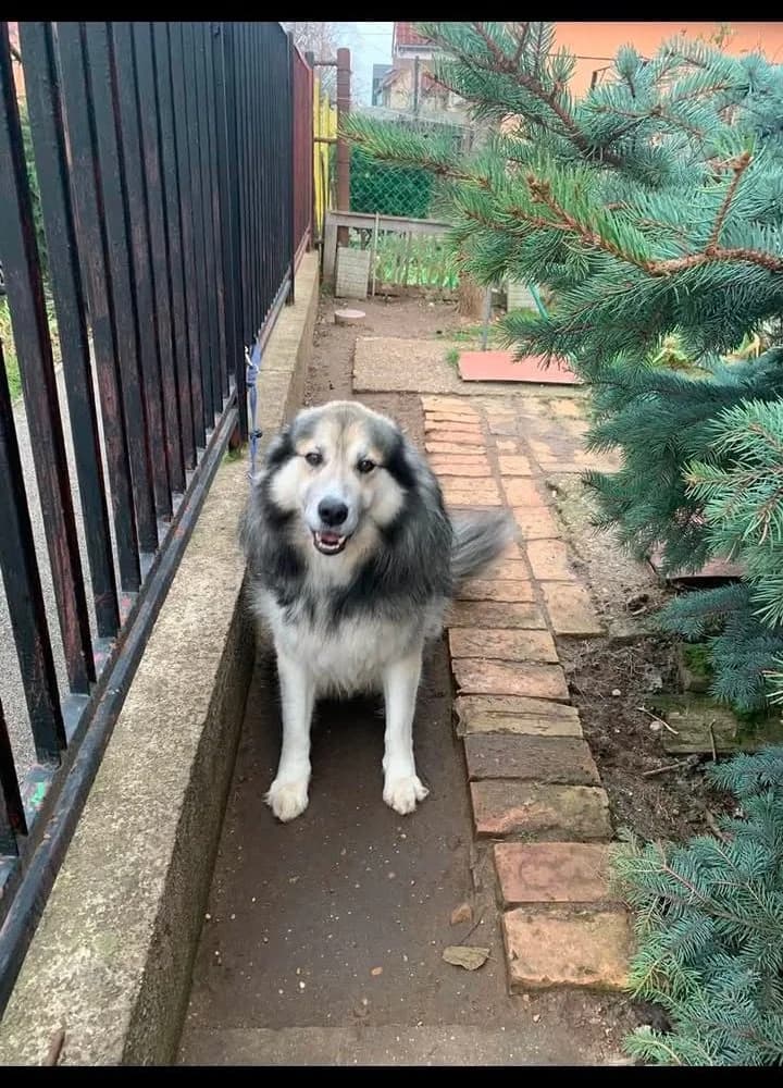 Maci-közvetített, Husky (description)