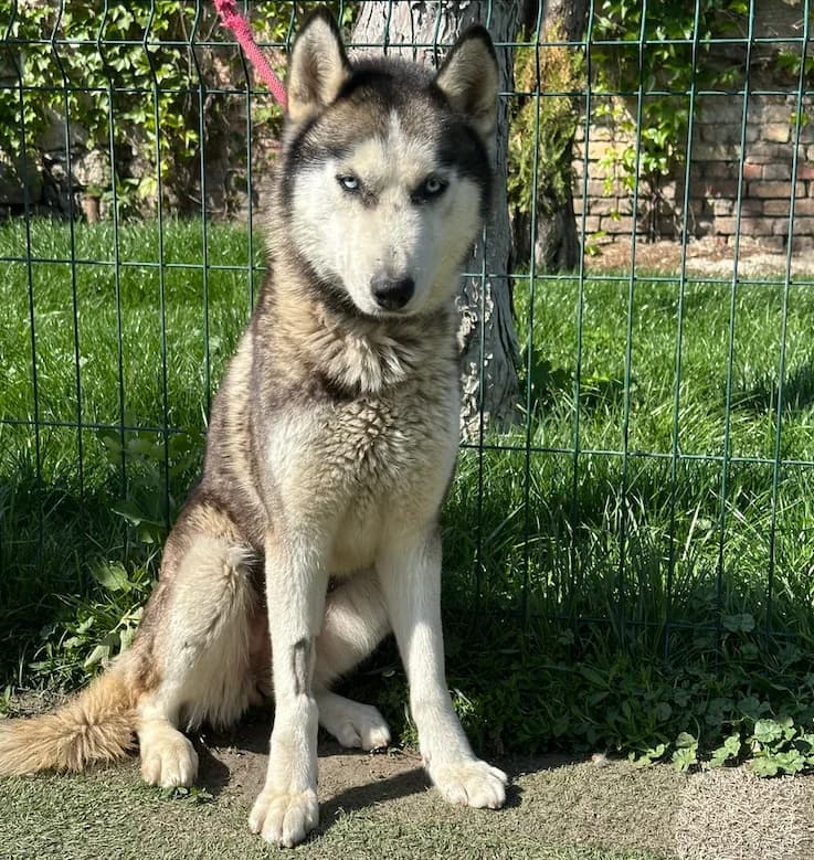 Rózi, Husky (description)