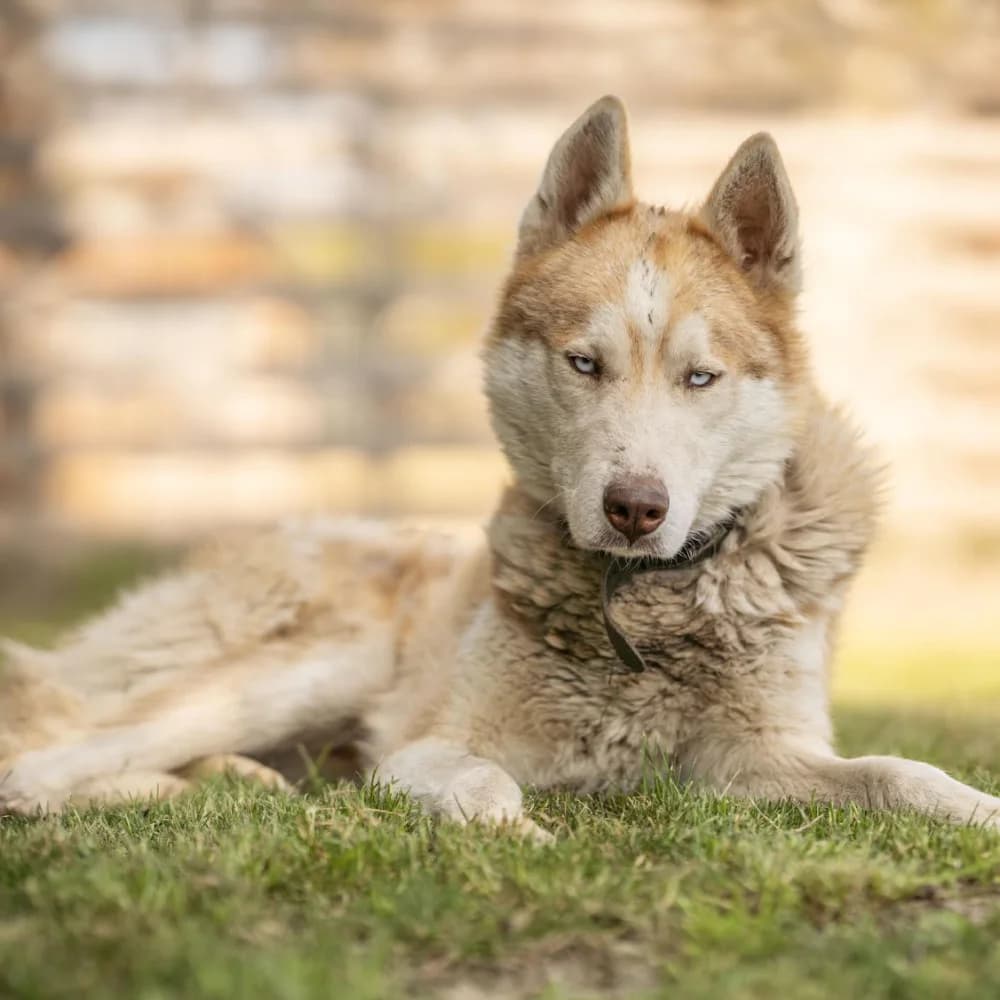 Vuk, Husky (description)