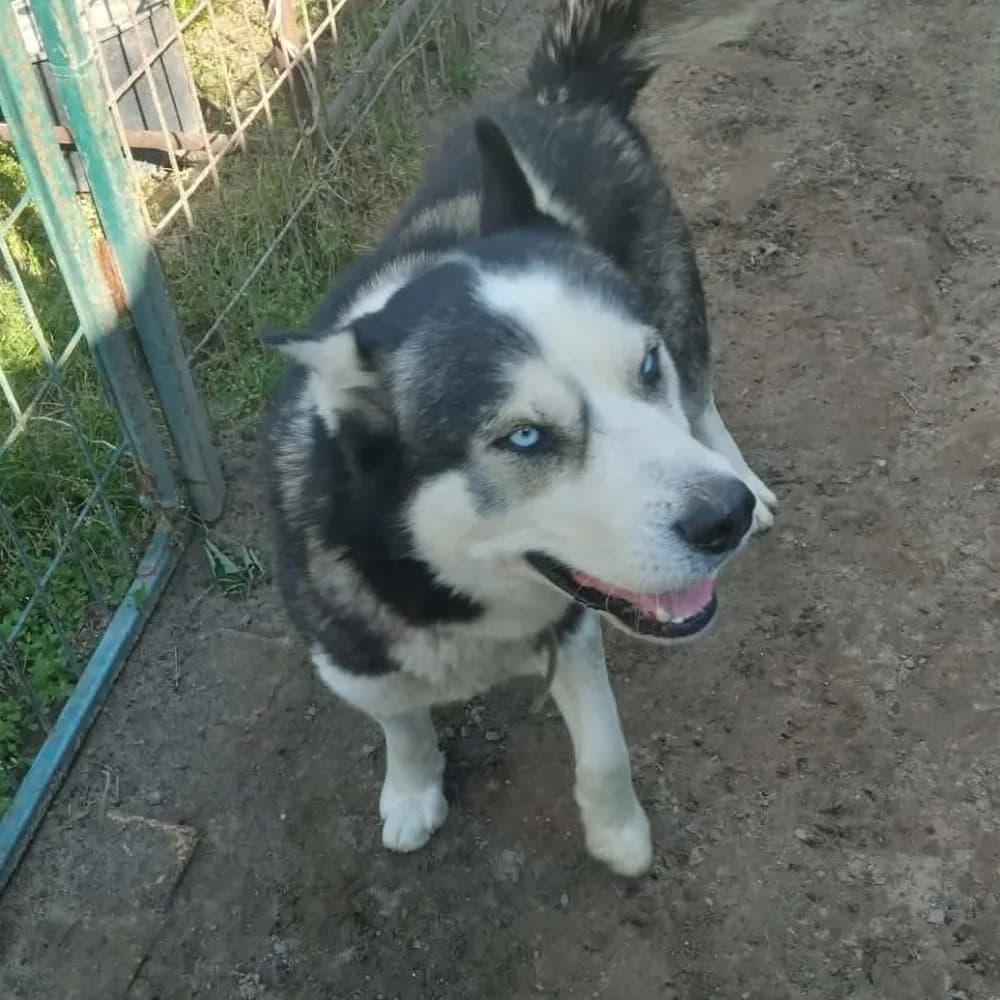 Oli, Husky (description)