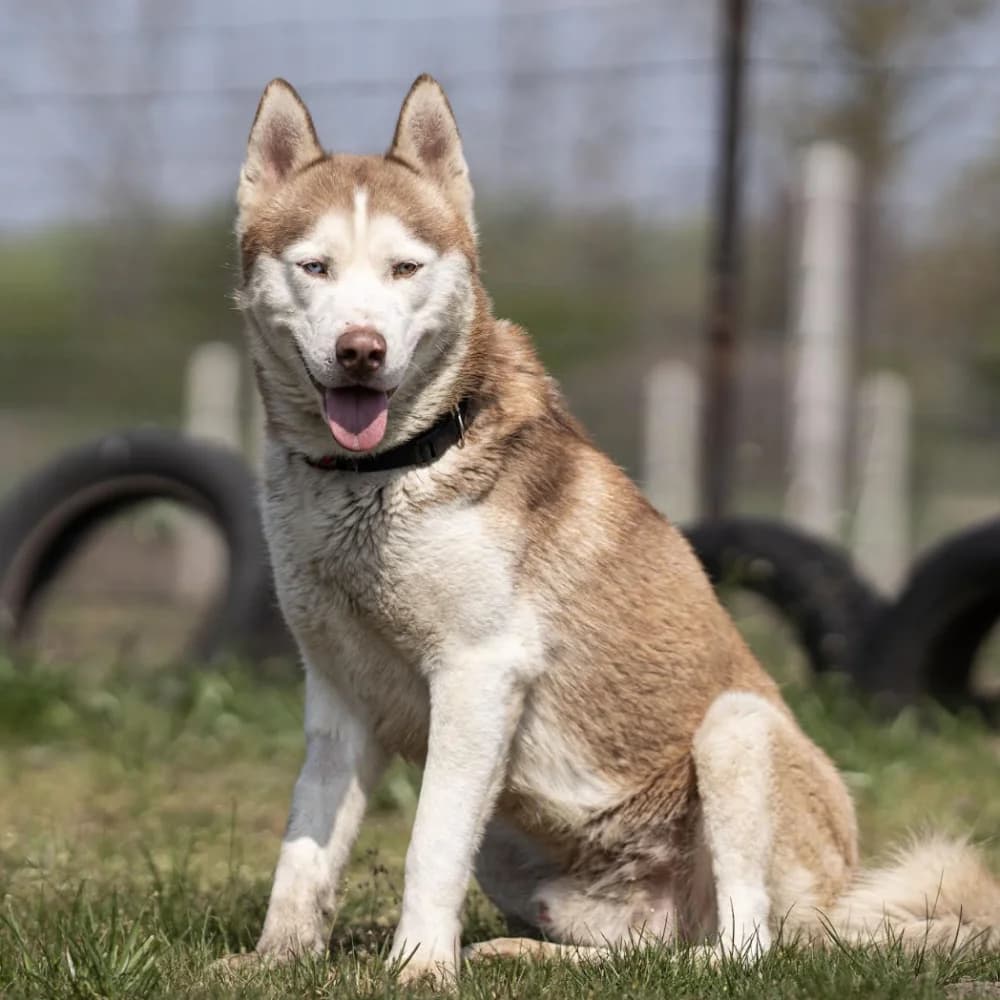 Yamal, Husky (description)