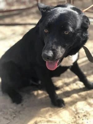 Szent Ferenc Állatotthon Alapítvány, fekete male mixed breed for adoption at Szent Ferenc Állatotthon