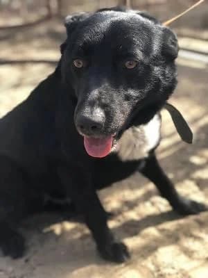 Szent Ferenc Állatotthon Alapítvány, fekete male mixed breed for adoption at Szent Ferenc Állatotthon — photo 2 of 5