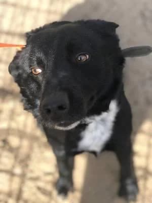 Szent Ferenc Állatotthon Alapítvány, fekete male mixed breed for adoption at Szent Ferenc Állatotthon — photo 3 of 5