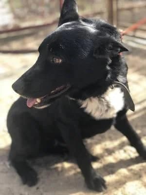 Szent Ferenc Állatotthon Alapítvány, fekete male mixed breed for adoption at Szent Ferenc Állatotthon — photo 4 of 5