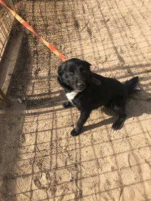 Szent Ferenc Állatotthon Alapítvány, fekete male mixed breed for adoption at Szent Ferenc Állatotthon — photo 5 of 5