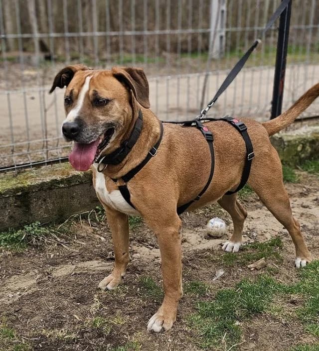 Szent Ferenc Állatotthon Alapítvány, barna male Staffordshire Bull Terrier for adoption at Szent Ferenc Állatotthon