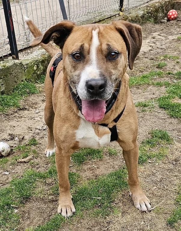 Szent Ferenc Állatotthon Alapítvány, barna male Staffordshire Bull Terrier for adoption at Szent Ferenc Állatotthon — photo 2 of 5