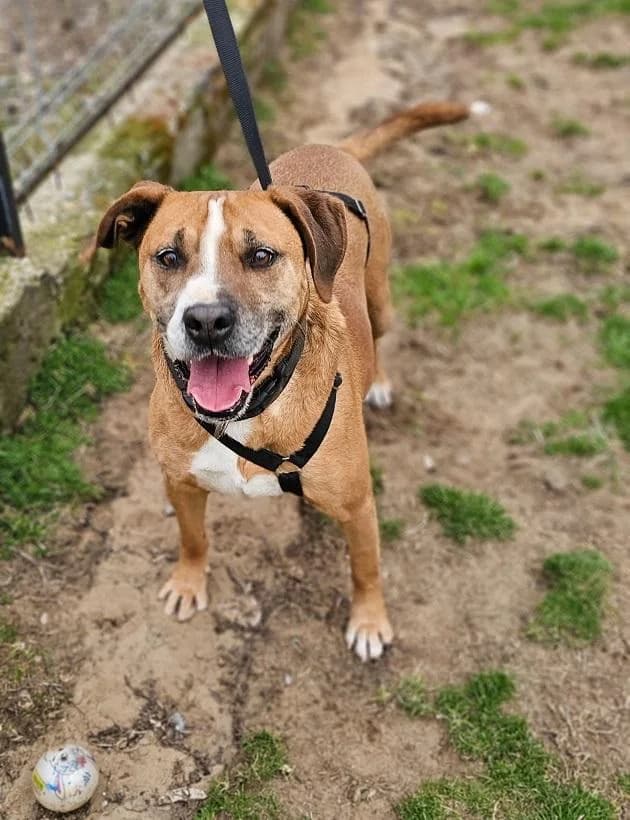 Szent Ferenc Állatotthon Alapítvány, barna male Staffordshire Bull Terrier for adoption at Szent Ferenc Állatotthon — photo 3 of 5