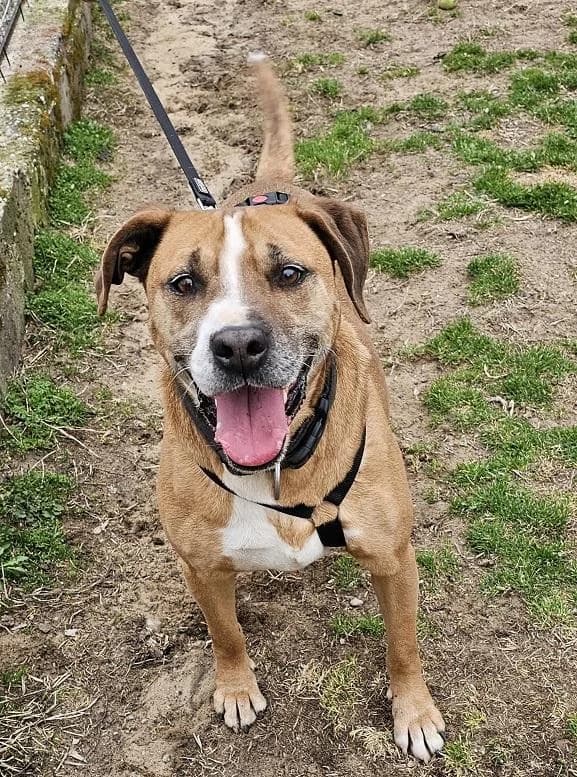 Szent Ferenc Állatotthon Alapítvány, barna male Staffordshire Bull Terrier for adoption at Szent Ferenc Állatotthon — photo 4 of 5