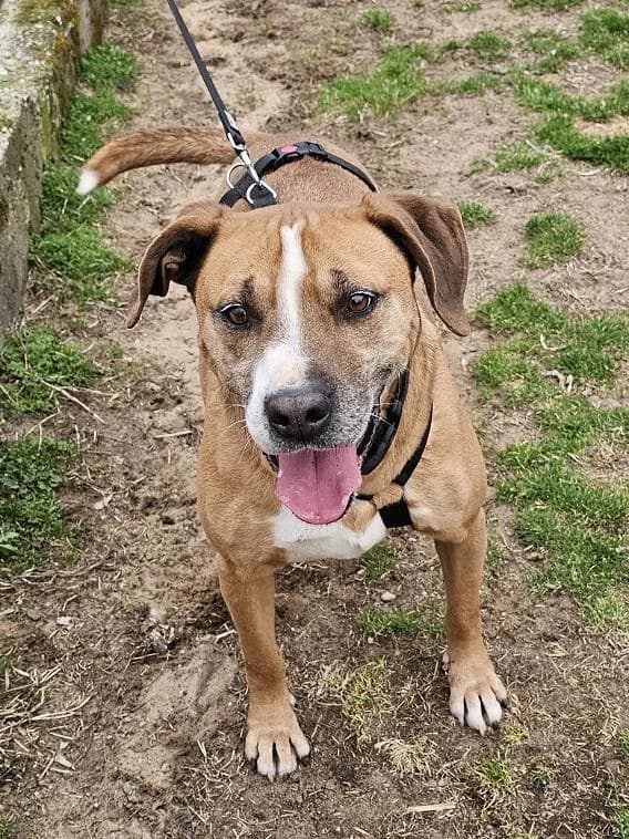 Szent Ferenc Állatotthon Alapítvány, barna male Staffordshire Bull Terrier for adoption at Szent Ferenc Állatotthon — photo 5 of 5