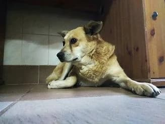 Miskolci Ábel, zsemle male senior mixed breed for adoption at Szent Ferenc Állatotthon