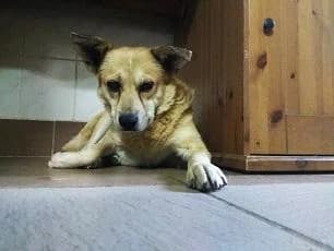 Szent Ferenc Állatotthon Alapítvány, zsemle male mixed breed for adoption at Szent Ferenc Állatotthon — photo 2 of 3