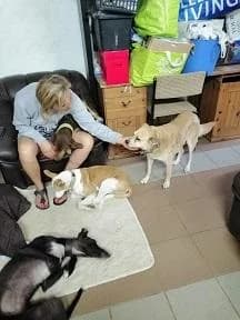 Szent Ferenc Állatotthon Alapítvány, zsemle male mixed breed for adoption at Szent Ferenc Állatotthon — photo 3 of 3