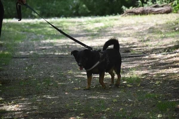 Szent Ferenc Állatotthon Alapítvány, fekete-cser male Jack Russell Terrier for adoption at Szent Ferenc Állatotthon