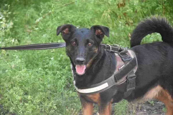 Szent Ferenc Állatotthon Alapítvány, fekete-cser male Jack Russell Terrier for adoption at Szent Ferenc Állatotthon — photo 2 of 5