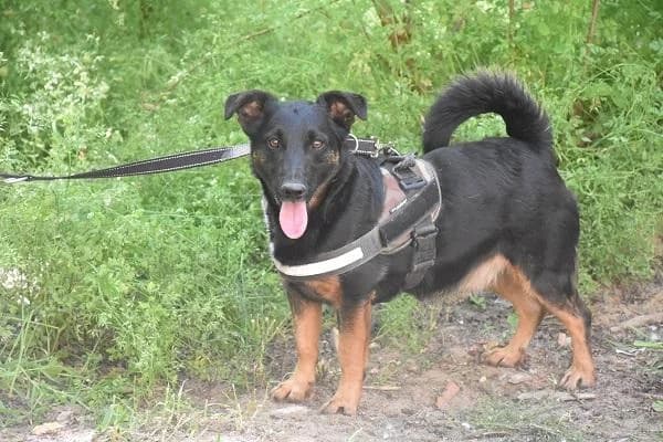 Szent Ferenc Állatotthon Alapítvány, fekete-cser male Jack Russell Terrier for adoption at Szent Ferenc Állatotthon — photo 3 of 5