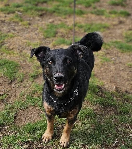Szent Ferenc Állatotthon Alapítvány, fekete-cser male Jack Russell Terrier for adoption at Szent Ferenc Állatotthon — photo 4 of 5