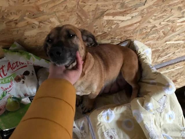 Szent Ferenc Állatotthon Alapítvány, fekete-cser male Jack Russell Terrier for adoption at Szent Ferenc Állatotthon — photo 5 of 5