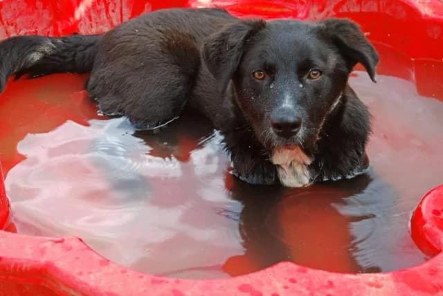 Noémi, fekete female 6yo mixed breed for adoption at Szent Ferenc Állatotthon