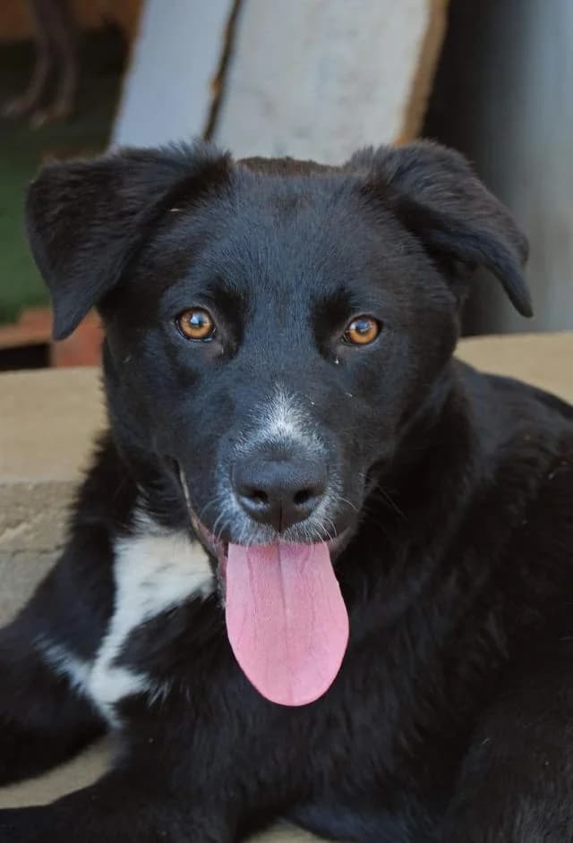 Szent Ferenc Állatotthon Alapítvány, fekete female mixed breed for adoption at Szent Ferenc Állatotthon — photo 2 of 5
