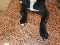 Szent Ferenc Állatotthon Alapítvány, fekete female mixed breed for adoption at Szent Ferenc Állatotthon — photo 4 of 5