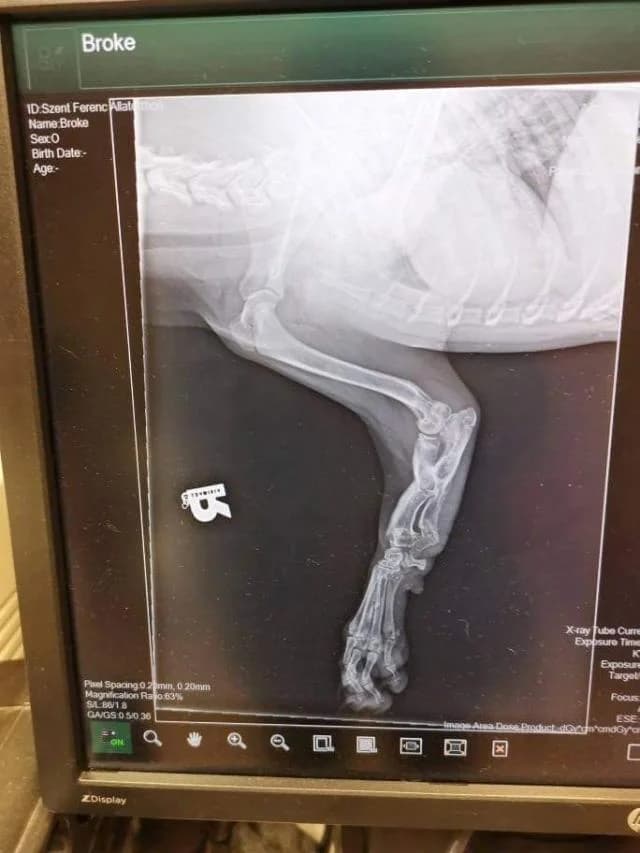 Szent Ferenc Állatotthon Alapítvány, fekete female mixed breed for adoption at Szent Ferenc Állatotthon — photo 5 of 5