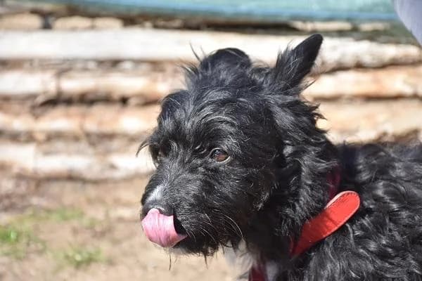 Szent Ferenc Állatotthon Alapítvány, fekete female mixed breed for adoption at Szent Ferenc Állatotthon