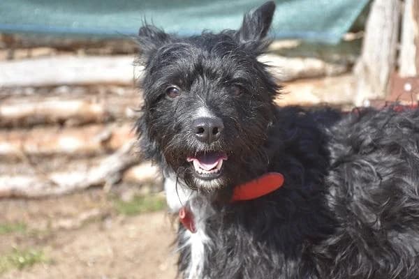 Szent Ferenc Állatotthon Alapítvány, fekete female mixed breed for adoption at Szent Ferenc Állatotthon — photo 2 of 5