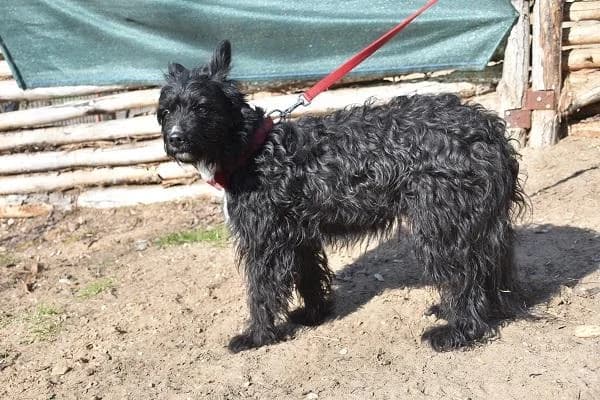 Szent Ferenc Állatotthon Alapítvány, fekete female mixed breed for adoption at Szent Ferenc Állatotthon — photo 3 of 5