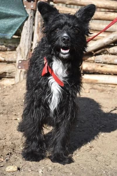 Szent Ferenc Állatotthon Alapítvány, fekete female mixed breed for adoption at Szent Ferenc Állatotthon — photo 4 of 5