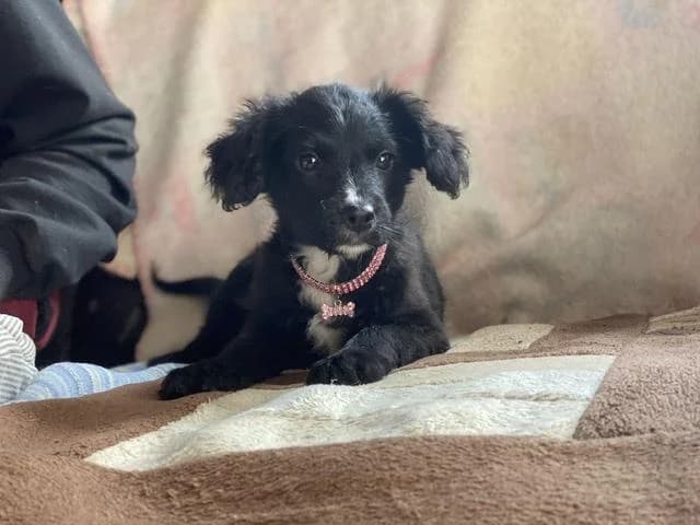 Szent Ferenc Állatotthon Alapítvány, fekete female mixed breed for adoption at Szent Ferenc Állatotthon — photo 5 of 5