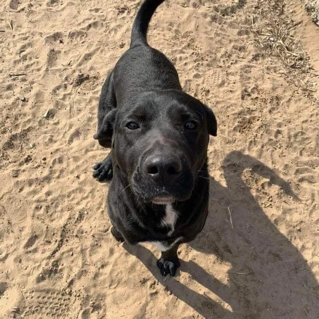 Inárcsi Rambo, fekete male 7yo Labrador Retriever for adoption at Szent Ferenc Állatotthon