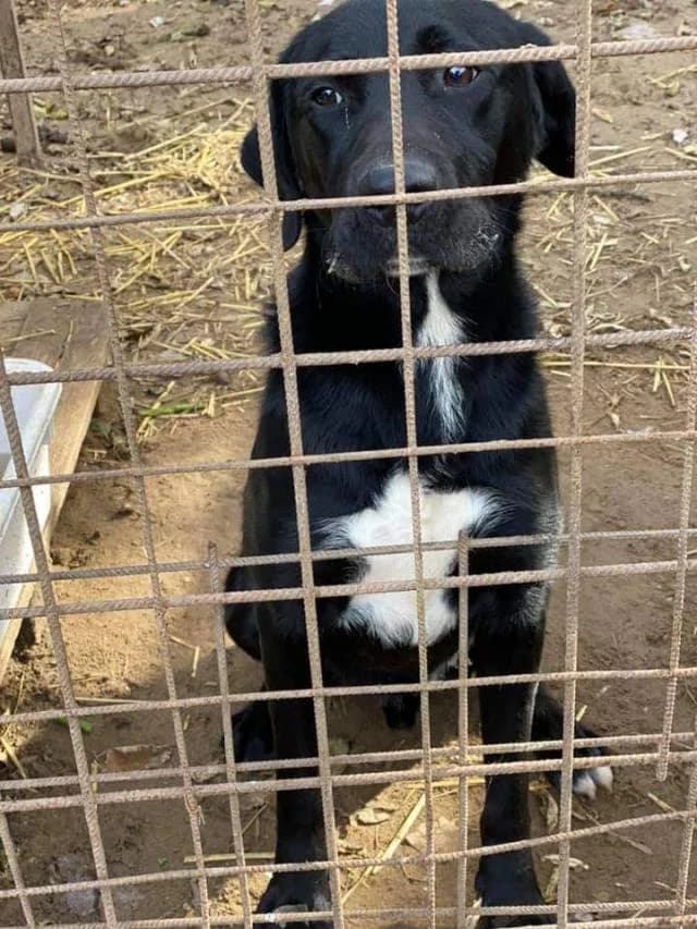 Szent Ferenc Állatotthon Alapítvány, fekete male Labrador Retriever for adoption at Szent Ferenc Állatotthon — photo 2 of 2