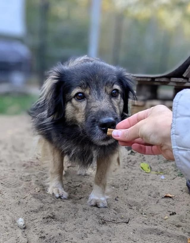 Hódmezővásárhelyi Kata, ordas female senior mixed breed for adoption at Szent Ferenc Állatotthon