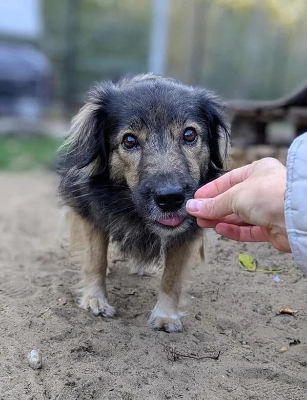 Szent Ferenc Állatotthon Alapítvány, ordas female mixed breed for adoption at Szent Ferenc Állatotthon — photo 3 of 5