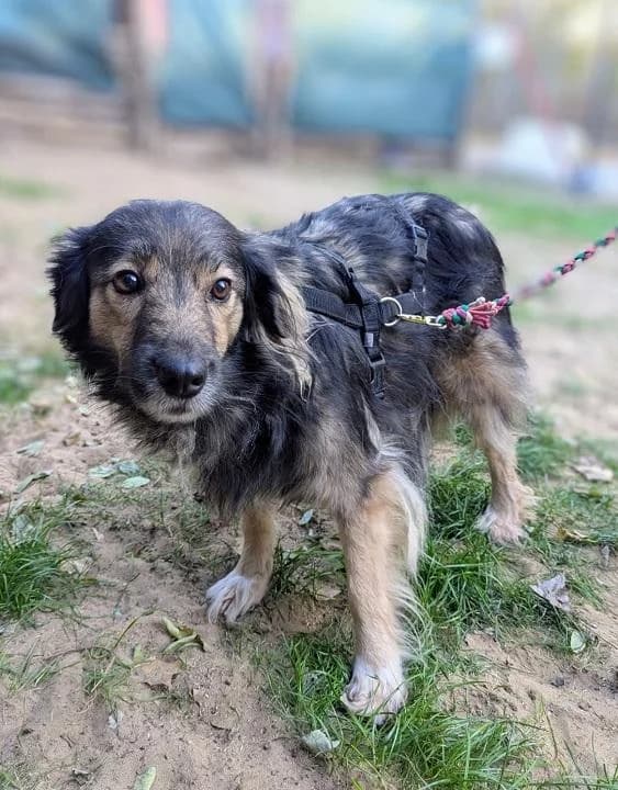 Szent Ferenc Állatotthon Alapítvány, ordas female mixed breed for adoption at Szent Ferenc Állatotthon — photo 4 of 5