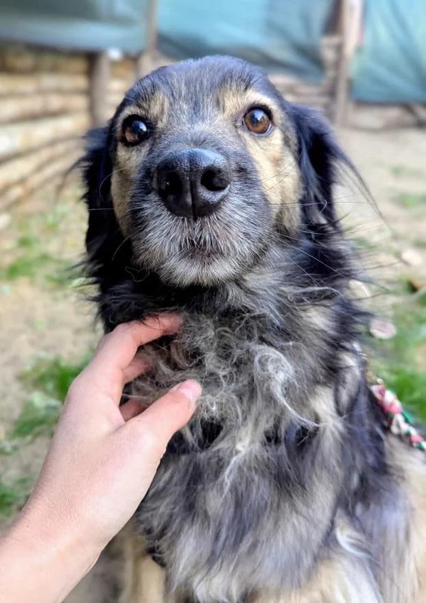 Szent Ferenc Állatotthon Alapítvány, ordas female mixed breed for adoption at Szent Ferenc Állatotthon — photo 5 of 5