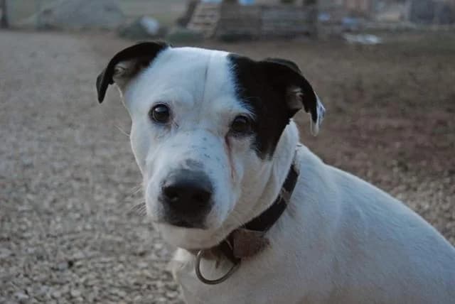 Szent Ferenc Állatotthon Alapítvány, fekete-fehér male mixed breed for adoption at Szent Ferenc Állatotthon