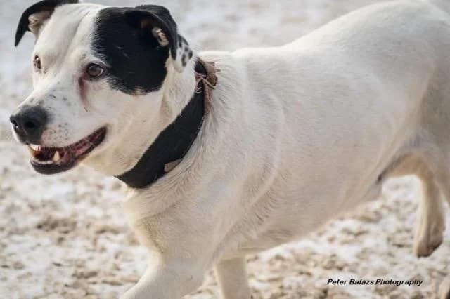 Szent Ferenc Állatotthon Alapítvány, fekete-fehér male mixed breed for adoption at Szent Ferenc Állatotthon — photo 2 of 5