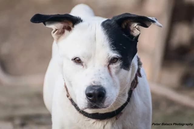 Szent Ferenc Állatotthon Alapítvány, fekete-fehér male mixed breed for adoption at Szent Ferenc Állatotthon — photo 3 of 5