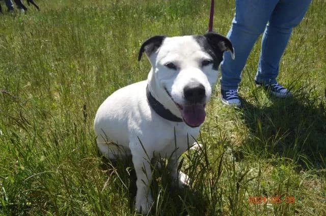 Szent Ferenc Állatotthon Alapítvány, fekete-fehér male mixed breed for adoption at Szent Ferenc Állatotthon — photo 4 of 5