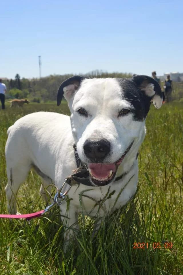 Szent Ferenc Állatotthon Alapítvány, fekete-fehér male mixed breed for adoption at Szent Ferenc Állatotthon — photo 5 of 5