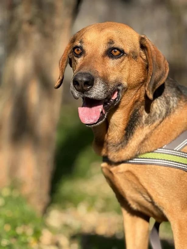 Gárdorosi Kyra, rajzos female senior mixed breed for adoption at Szent Ferenc Állatotthon