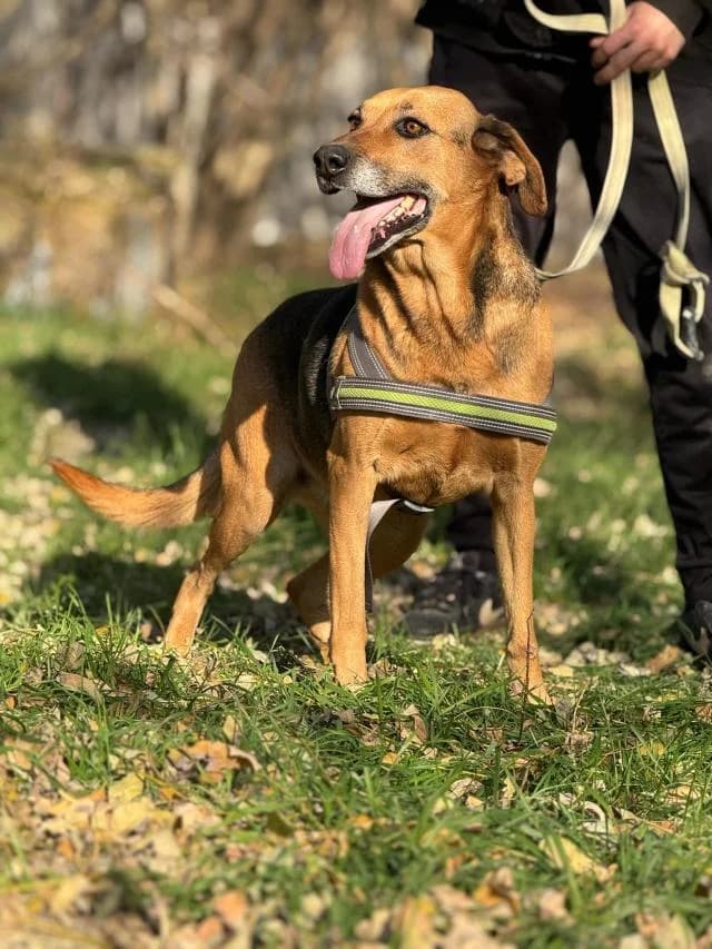 Szent Ferenc Állatotthon Alapítvány, rajzos female mixed breed for adoption at Szent Ferenc Állatotthon — photo 2 of 5