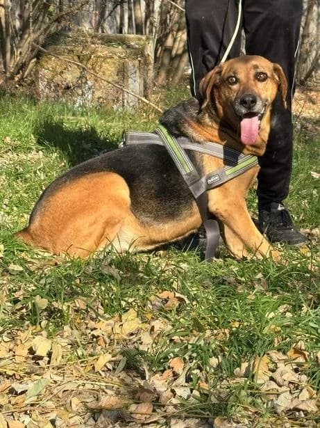 Szent Ferenc Állatotthon Alapítvány, rajzos female mixed breed for adoption at Szent Ferenc Állatotthon — photo 3 of 5