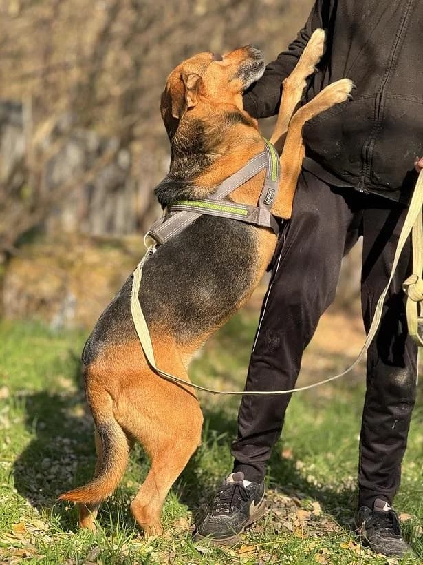 Szent Ferenc Állatotthon Alapítvány, rajzos female mixed breed for adoption at Szent Ferenc Állatotthon — photo 4 of 5