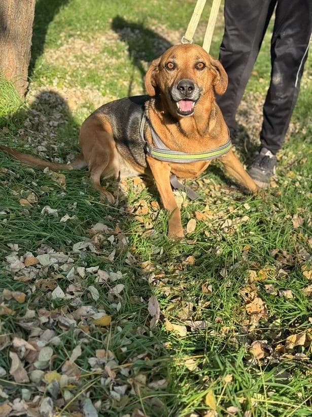 Szent Ferenc Állatotthon Alapítvány, rajzos female mixed breed for adoption at Szent Ferenc Állatotthon — photo 5 of 5