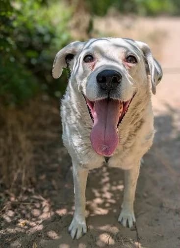 Szent Ferenc Állatotthon Alapítvány, pöttyös female Labrador Retriever for adoption at Szent Ferenc Állatotthon